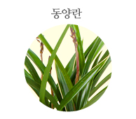동양란 