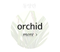 동양란 