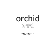 동양란 