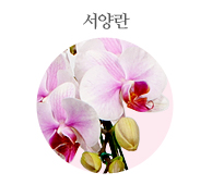 서양란