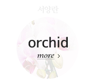 서양란