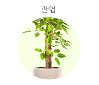 관엽 