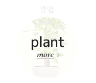 관엽 