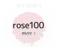 장미 100송이 